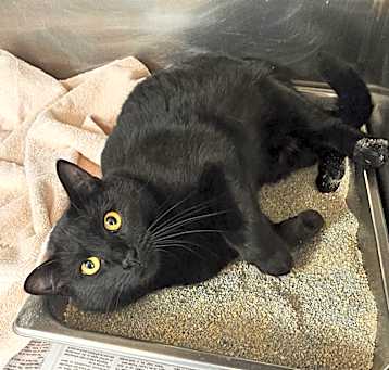 Photo of Midnight