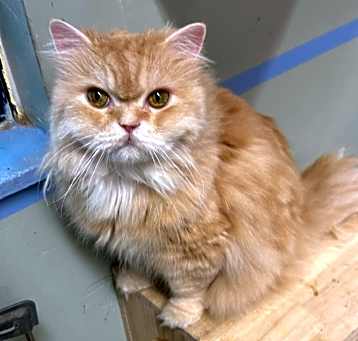 Photo of Teddy