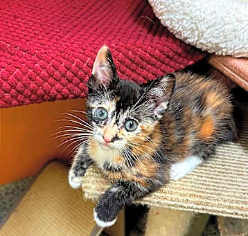 Photo of Katana