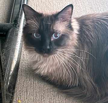 Photo of Smudge