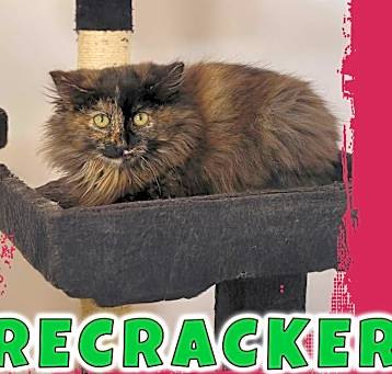 Photo of Firecracker