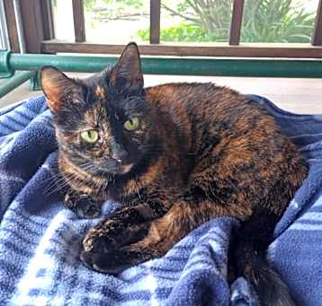 Photo of Tootsie