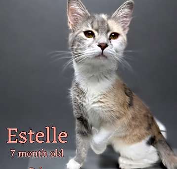 Photo of Estelle