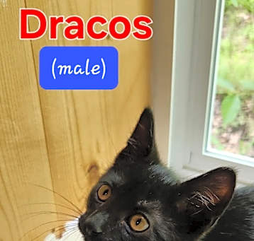 Photo of Dracos