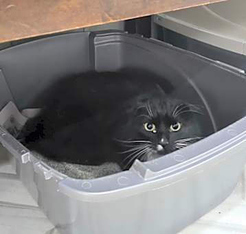 Photo of Pickle