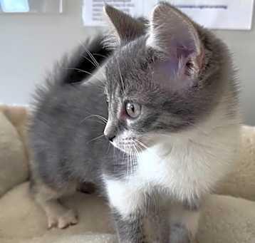 Photo of Meridith Grey
