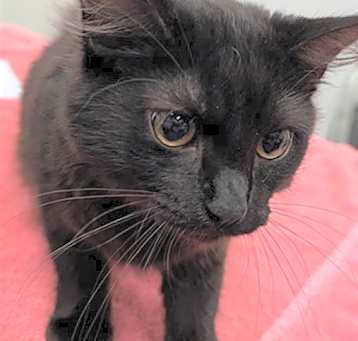 Photo of BRINK