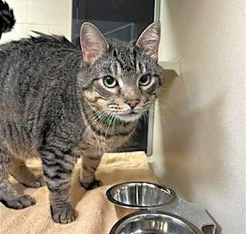 Photo of Shadow