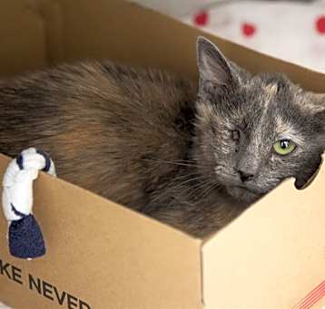 Photo of PATCHES