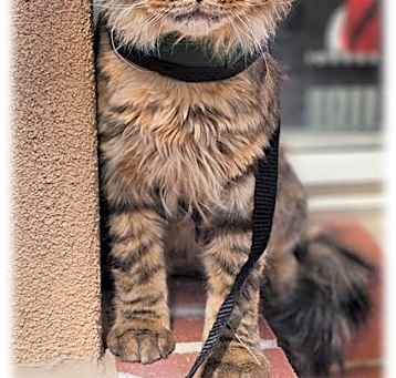 Photo of GIZMO