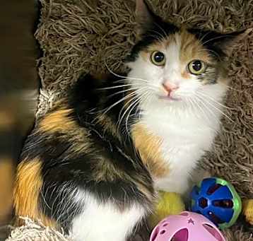 Photo of Cleo @ PetSmart