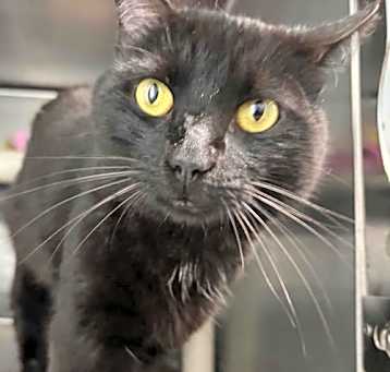 Photo of Yancey - At shelter