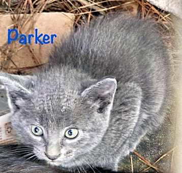 Photo of Parker C Williams