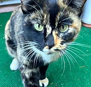 Photo of Nellie