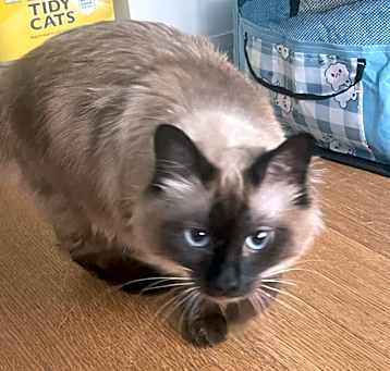 Photo of Luna