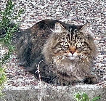 Photo of Baloo