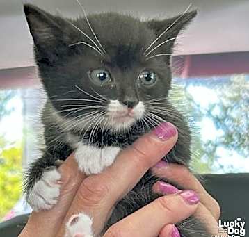 Photo of Whisper