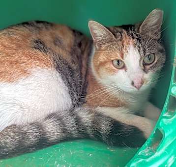 Photo of Leche