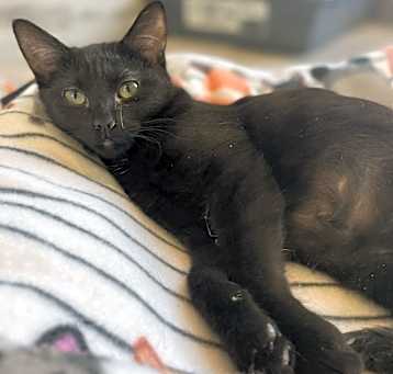 Photo of Lucky
