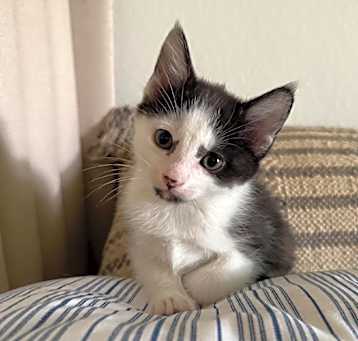 Photo of Raffi