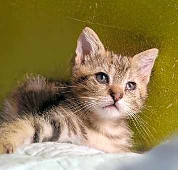 Photo of Sugar