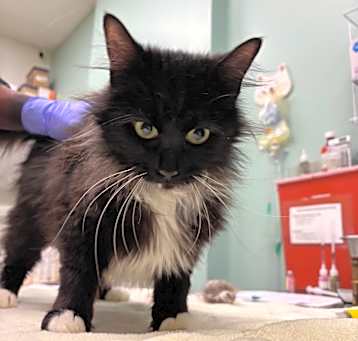 Photo of Stray 5/14/25 A-63764 BJ
