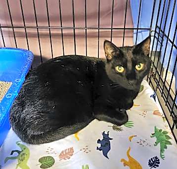 Photo of Merlin