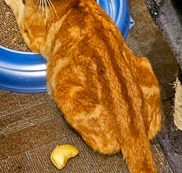 Photo of Goldie