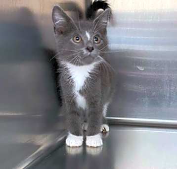 Photo of Scout
