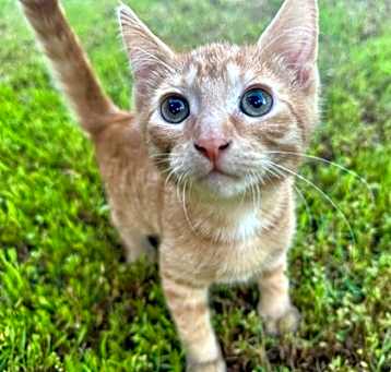 Photo of Nandor