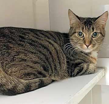 Photo of PEANUT