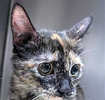 Photo of LAINEY