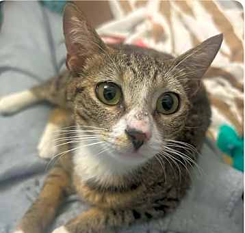 Photo of Pepper