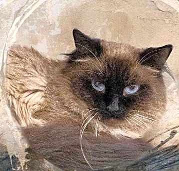 Photo of Apollo