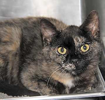 Photo of Civic (Spayed)