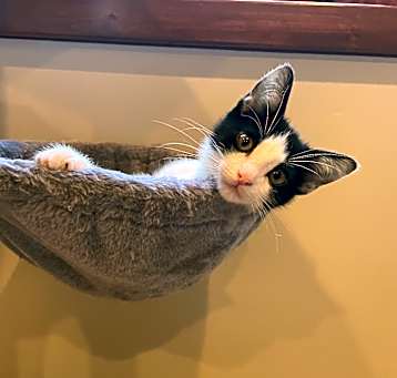 Photo of Gizmo Boy