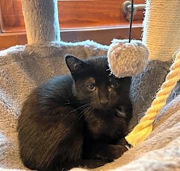 Photo of Toona