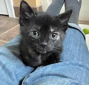 Photo of Violet