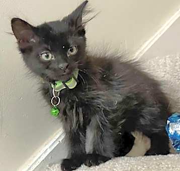 Photo of KITTEN CHUNKY