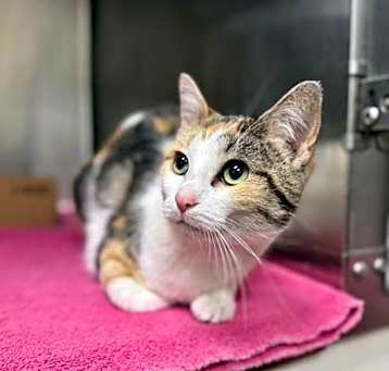 Photo of Nala