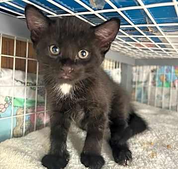 Photo of PepperJack