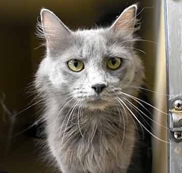 Photo of Gidget