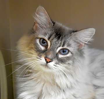 Photo of Sammy (Sam)