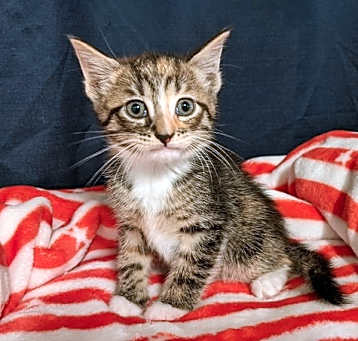 Photo of *Mittens