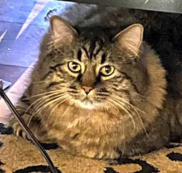Photo of Merlin