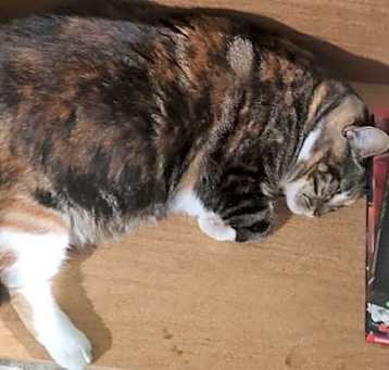 Photo of Artemis