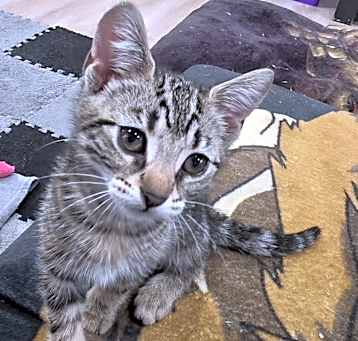 Photo of Moppie