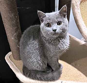 Photo of Dooda (British Shorthair)