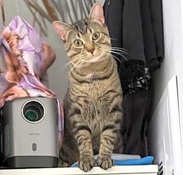 Photo of Merlin