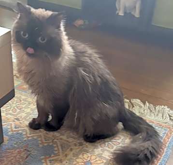 Photo of Balloot (Birman/Himalayan)